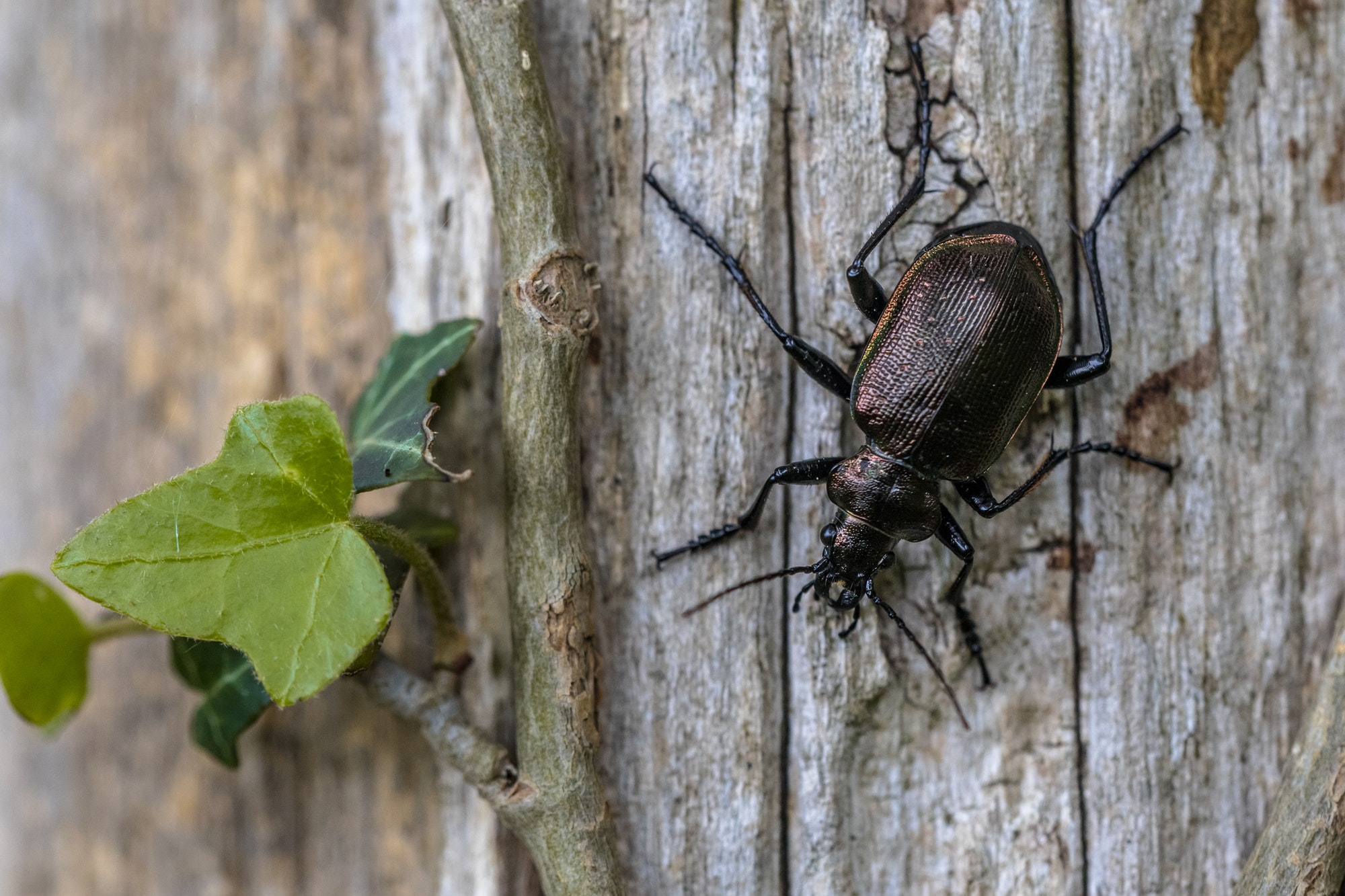 Lesser searcher beetle
